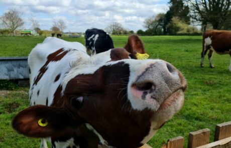 cows